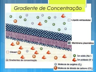 Gradiente de Concentração
 