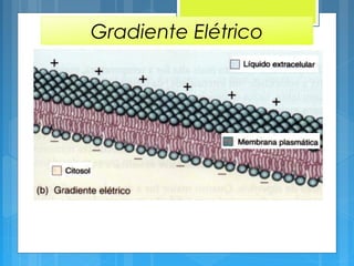 Gradiente Elétrico
 