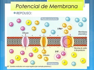 REPOUSO:
Potencial de Membrana
 