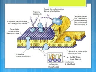 Ácido Graxo
(hidrofóbico)
(Hidrofílica)
(Hidrofóbico)
 