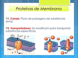 Proteínas de Membrana
1. Canais: Poros de passagens de substâncias
(íons);
2. Transportadores: Se modificam para transportar
substâncias específicas;
 