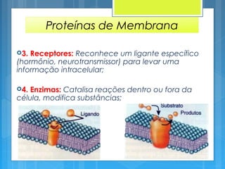 Proteínas de Membrana
3. Receptores: Reconhece um ligante específico
(hormônio, neurotransmissor) para levar uma
informação intracelular;
4. Enzimas: Catalisa reações dentro ou fora da
célula, modifica substâncias;
 