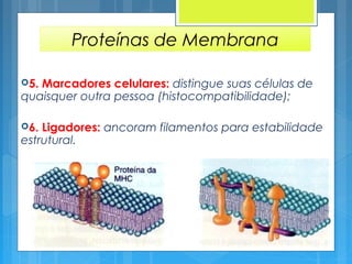 Proteínas de Membrana
5. Marcadores celulares: distingue suas células de
quaisquer outra pessoa (histocompatibilidade);
6. Ligadores: ancoram filamentos para estabilidade
estrutural.
 