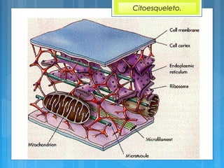 Citoesqueleto.
 