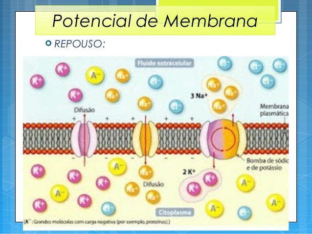 Fisiologia da Membrana Celular