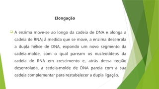 Elongação
 A enzima move-se ao longo da cadeia de DNA e alonga a
cadeia de RNA; á medida que se move, a enzima desenrola
a dupla hélice de DNA, expondo um novo segmento da
cadeia-molde, com o qual paream os nucleotídeos da
cadeia de RNA em crescimento e, atrás dessa região
desenrolada, a cedeia-molde de DNA pareia com a sua
cadeia complementar para restabelecer a dupla ligação.
 