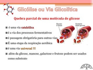 Quebra parcial de uma molécula de glicose
é uma via catabólicacatabólica
é a via dos processos fermentativos
é passagem obrigatória para outras vias
É uma etapa da respiração aeróbica
é uma via universal !!!universal !!!
além da glicose, manose, galactose e frutose podem ser usados
como substrato
 