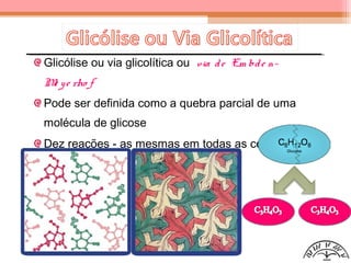 Glicólise ou via glicolítica ou via de Em bde n-
Me ye rho f
Pode ser definida como a quebra parcial de uma
molécula de glicose
Dez reações - as mesmas em todas as células - mas
a velocidade difere
Convergência adaptativa
 
