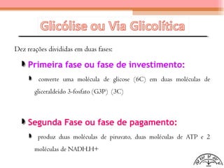Dez reações divididas em duas fases:
Primeira fase ou fase de investimento:
converte uma molécula de glicose (6C) em duas moléculas de
gliceraldeído 3-fosfato (G3P) (3C)
Segunda Fase ou fase de pagamento:
produz duas moléculas de piruvato, duas moléculas de ATP e 2
moléculas de NADH.H+
 