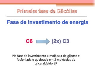 Na fase de investimento a molécula de glicose é
fosforilada e quebrada em 2 moléculas de
gliceraldeído 3P
 