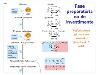 Fosforilação da
glicose e sua
conversão a
gliceraldeído 3-
fosfato
 