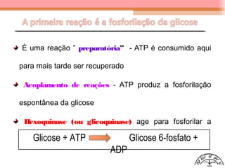 É uma reação ” preparatória” - ATP é consumido aqui
para mais tarde ser recuperado
Acoplamento de reações - ATP produz a fosforilação
espontânea da glicose
Hexoquinase (ou glicoquinase) age para fosforilar a
glicose e mantê-la dentro da célulaGlicose + ATP Glicose 6-fosfato +
ADP
 