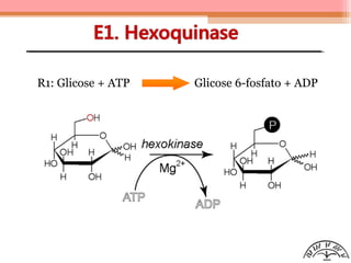 R1: Glicose + ATP Glicose 6-fosfato + ADP
 
