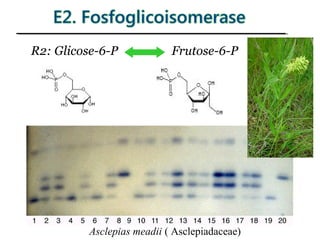 R2: Glicose-6-P Frutose-6-P
Asclepias meadii ( Asclepiadaceae)
 