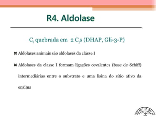 C6 quebrada em 2 C3s (DHAP, Gli-3-P)
Aldolases animais são aldolases da classe I
Aldolases da classe I formam ligações covalentes (base de Schiff)
intermediárias entre o substrato e uma lisina do sítio ativo da
enzima
 
