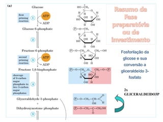 Fosforilação da
glicose e sua
conversão a
gliceraldeído 3-
fosfato
2x
GLICERALDEIDO3P
 