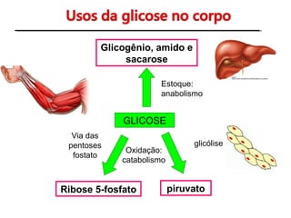 Glicogênio, amido e
sacarose
Via das
pentoses
fostato
Oxidação:
catabolismo
Ribose 5-fosfato piruvato
Estoque:
anabolismo
GLICOSE
glicólise
 