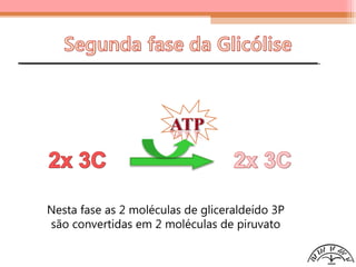 Fase de pagamento ou síntese de ATP
Nesta fase as 2 moléculas de gliceraldeído 3P
são convertidas em 2 moléculas de piruvato
 