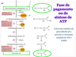 Conversão oxidativa do
gliceraldeído 3P a
piruvato e a formação
acoplada de ATP e
NADH
 