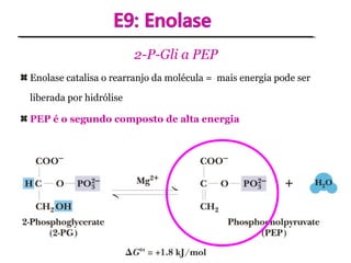 2-P-Gli a PEP
Enolase catalisa o rearranjo da molécula = mais energia pode ser
liberada por hidrólise
PEP é o segundo composto de alta energia
 