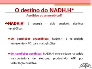 NADH.HNADH.H++
é energia - dois possíveis destinos
metabólicos:
Em condições anaeróbicas, NADH.H+
é re-oxidado
fornecendo NAD+
para mais glicólise
Em condições aeróbicas, NADH.H+
é re-oxidado na cadeia
transportadora de elétrons, produzindo ATP por
fosforilação oxidativa
 