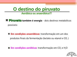 PiruvatoPiruvato também é energia - dois destinos metabólicos
possíveis:
Em condições anaeróbicas: transformação em um dos
produtos finais da fermentação (lactato ou etanol e CO2 )
Em condições aeróbicas: transformação em CO2 e H2O
 