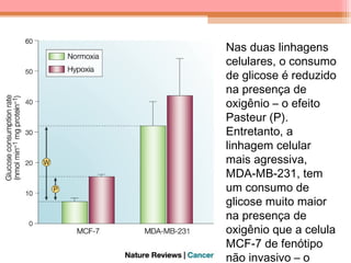 Nas duas linhagens
celulares, o consumo
de glicose é reduzido
na presença de
oxigênio – o efeito
Pasteur (P).
Entretanto, a
linhagem celular
mais agressiva,
MDA-MB-231, tem
um consumo de
glicose muito maior
na presença de
oxigênio que a celula
MCF-7 de fenótipo
não invasivo – o
 