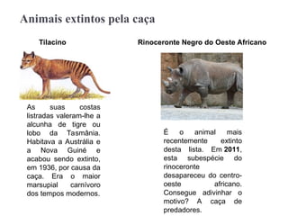 Animais extintos pela caça
As suas costas
listradas valeram-lhe a
alcunha de tigre ou
lobo da Tasmânia.
Habitava a Austrália e
a Nova Guiné e
acabou sendo extinto,
em 1936, por causa da
caça. Era o maior
marsupial carnívoro
dos tempos modernos.
Tilacino Rinoceronte Negro do Oeste Africano
É o animal mais
recentemente extinto
desta lista. Em 2011,
esta subespécie do
rinoceronte
desapareceu do centro-
oeste africano.
Consegue adivinhar o
motivo? A caça de
predadores.
 