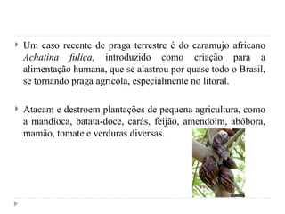  Um caso recente de praga terrestre é do caramujo africano
Achatina fulica, introduzido como criação para a
alimentação humana, que se alastrou por quase todo o Brasil,
se tornando praga agrícola, especialmente no litoral.
 Atacam e destroem plantações de pequena agricultura, como
a mandioca, batata-doce, carás, feijão, amendoim, abóbora,
mamão, tomate e verduras diversas.
 