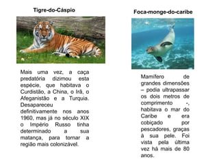Mais uma vez, a caça
predatória dizimou esta
espécie, que habitava o
Curdistão, a China, o Irã, o
Afeganistão e a Turquia.
Desapareceu
definitivamente nos anos
1960, mas já no século XIX
o Império Russo tinha
determinado a sua
matança, para tornar a
região mais colonizável.
Mamífero de
grandes dimensões
– podia ultrapassar
os dois metros de
comprimento -,
habitava o mar do
Caribe e era
cobiçado por
pescadores, graças
à sua pele. Foi
vista pela última
vez há mais de 80
anos.
Tigre-do-Cáspio Foca-monge-do-caribe
 