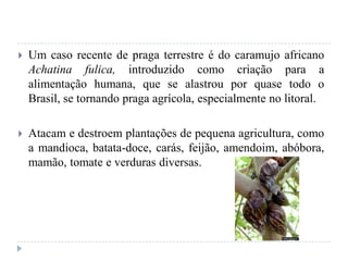  Um caso recente de praga terrestre é do caramujo africano
Achatina fulica, introduzido como criação para a
alimentação humana, que se alastrou por quase todo o
Brasil, se tornando praga agrícola, especialmente no litoral.
 Atacam e destroem plantações de pequena agricultura, como
a mandioca, batata-doce, carás, feijão, amendoim, abóbora,
mamão, tomate e verduras diversas.
 