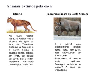 Animais extintos pela caça
As suas costas
listradas valeram-lhe a
alcunha de tigre ou
lobo da Tasmânia.
Habitava a Austrália e
a Nova Guiné e
acabou sendo extinto,
em 1936, por causa
da caça. Era o maior
marsupial carnívoro
dos tempos modernos.
Tilacino Rinoceronte Negro do Oeste Africano
É o animal mais
recentemente extinto
desta lista. Em 2011,
esta subespécie do
rinoceronte
desapareceu do centro-
oeste africano.
Consegue adivinhar o
motivo? A caça de
predadores.
 