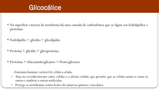 • Na superfície externa da membrana há uma camada de carboidratos que se ligam aos fosfolipídios e
proteínas.
• Fosfolipídio + glicídio = glicolipídio
• Proteína + glicídio = glicoproteína.
• Proteínas + Glicosaminoglicanos = Proteoglicanos
- Estrutura bastante variável de célula a célula;
- Atua no reconhecimento entre células e a adesão celular, que permite que as células unam-se umas às
outras e também a outras moléculas;
- Protege as membranas contra lesões de natureza química e mecânica.
Glicocálice
 