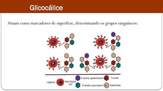 Atuam como marcadores de superfície, determinando os grupos sanguíneos:
Glicocálice
 