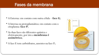 • A Externa: em contato com outra célula – face E;
• A Interna ou protoplasmática: em contato com o
citoplasma: face P;
• As duas faces são diferentes química e
eletricamente, por isto a membrana é
assimétrica;
• A face E tem carboidratos, ausentes na face P;
Fases da membrana
 
