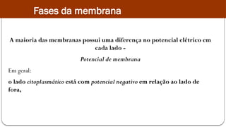 A maioria das membranas possui uma diferença no potencial elétrico em
cada lado -
Potencial de membrana
Em geral:
o lado citoplasmático está com potencial negativo em relação ao lado de
fora,
Fases da membrana
 