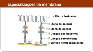 Microvilosidades
Zona de oclusão
Zona de adesão
Junção comunicante
Junção hemidesmossomo
Junção desmossoma
Especializações da membrana
 