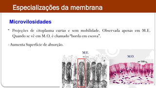- Projeções de citoplasma curtas e sem mobilidade. Observada apenas em M.E.
Quando se vê em M.O. é chamado “borda em escova”.
-Aumenta Superfície de absorção.
Microvilosidades
Especializações da membrana
 