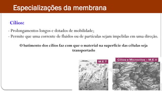 - Prolongamentos longos e dotados de mobilidade;
- Permite que uma corrente de fluidos ou de partículas sejam impelidas em uma direção.
O batimento dos cílios faz com que o material na superfície das células seja
transportado
Cílios:
Especializações da membrana
 