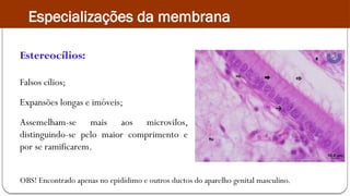 Estereocílios:
Falsos cílios;
Expansões longas e imóveis;
Assemelham-se mais aos microvilos,
distinguindo-se pelo maior comprimento e
por se ramificarem.
OBS! Encontrado apenas no epidídimo e outros ductos do aparelho genital masculino.
Especializações da membrana
 