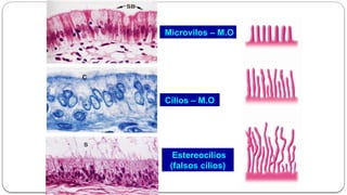 Cílios – M.O
Microvilos – M.O
Estereocílios
(falsos cílios)
 