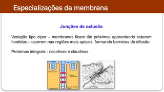 Junções de oclusão
Vedação tipo zíper – membranas ficam tão próximas aparentando estarem
fundidas – ocorrem nas regiões mais apicais, formando barreiras de difusão
Proteínas integrais - ocludinas e claudinas
Especializações da membrana
 