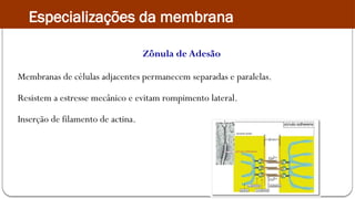 Zônula de Adesão
Membranas de células adjacentes permanecem separadas e paralelas.
Resistem a estresse mecânico e evitam rompimento lateral.
Inserção de filamento de actina.
Especializações da membrana
 