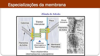 Placa citoplasmática
(desmoplaquinas e placoglobina)
Caderinas
(Desmogleina e
Desmocolina)
Espaço
intercelular
Cateninas
Filamentos
de Actina Membrana
Plasmática
Placa
Filamentos
de Actina
Zônula
Ocludente
Placa
Zônula de Adesão
Especializações da membrana
 