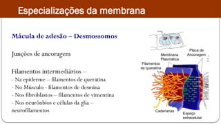 Mácula de adesão – Desmossomos
Junções de ancoragem
Filamentos intermediários –
- Na epiderme – filamentos de queratina
- No Músculo - filamentos de desmina
- Nos fibroblastos – filamentos de vimentina
- Nos neurônbios e células da glia –
neurofilamentos
Filamentos
de queratina
Membrana
Plasmática
Caderianas
Espaço
extracelular
Placa de
Ancoragem
Especializações da membrana
 