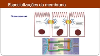 Desmossomo:
Especializações da membrana
 