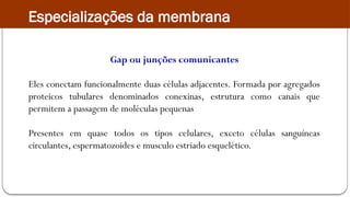Gap ou junções comunicantes
Eles conectam funcionalmente duas células adjacentes. Formada por agregados
proteicos tubulares denominados conexinas, estrutura como canais que
permitem a passagem de moléculas pequenas
Presentes em quase todos os tipos celulares, exceto células sanguíneas
circulantes, espermatozoides e musculo estriado esquelético.
Especializações da membrana
 