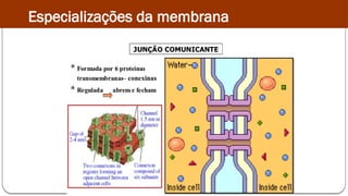 Especializações da membrana
 