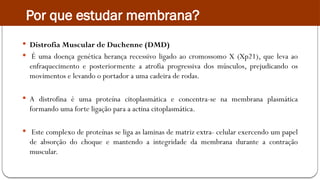  Distrofia Muscular de Duchenne (DMD)
 É uma doença genética herança recessivo ligado ao cromossomo X (Xp21), que leva ao
enfraquecimento e posteriormente a atrofia progressiva dos músculos, prejudicando os
movimentos e levando o portador a uma cadeira de rodas.
 A distrofina é uma proteína citoplasmática e concentra-se na membrana plasmática
formando uma forte ligação para a actina citoplasmática.
 Este complexo de proteínas se liga as laminas de matriz extra- celular exercendo um papel
de absorção do choque e mantendo a integridade da membrana durante a contração
muscular.
Por que estudar membrana?
 