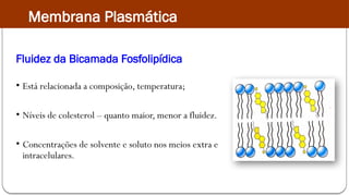 Fluidez da Bicamada Fosfolipídica
• Está relacionada a composição, temperatura;
• Níveis de colesterol – quanto maior, menor a fluidez.
• Concentrações de solvente e soluto nos meios extra e
intracelulares.
Membrana Plasmática
 